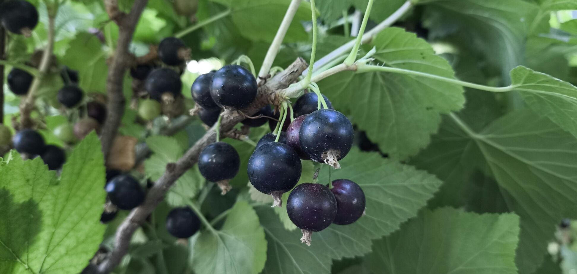 Чим підживити смородину навесні: ягід буде вдвічі більше