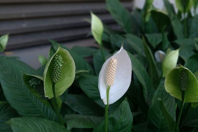 Подкармливайте раз в месяц: секрет обильного цветения спатифиллума
