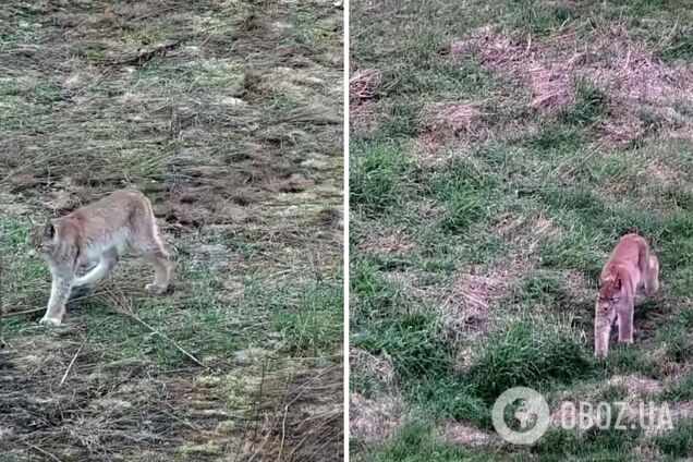 'Рухалася без зайвих слідів і шуму': прикордонники на Житомирщині зафіксували прогулянку рисі. Відео