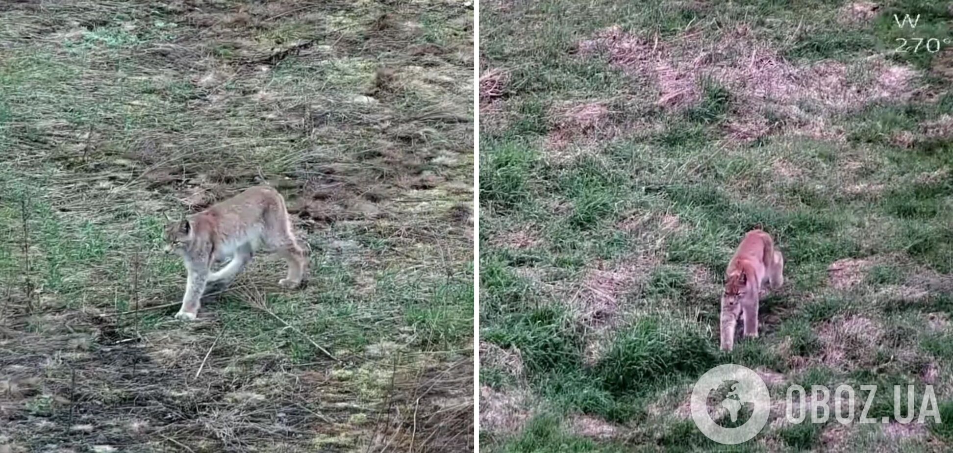 'Рухалася без зайвих слідів і шуму': прикордонники на Житомирщині зафіксували прогулянку рисі. Відео
