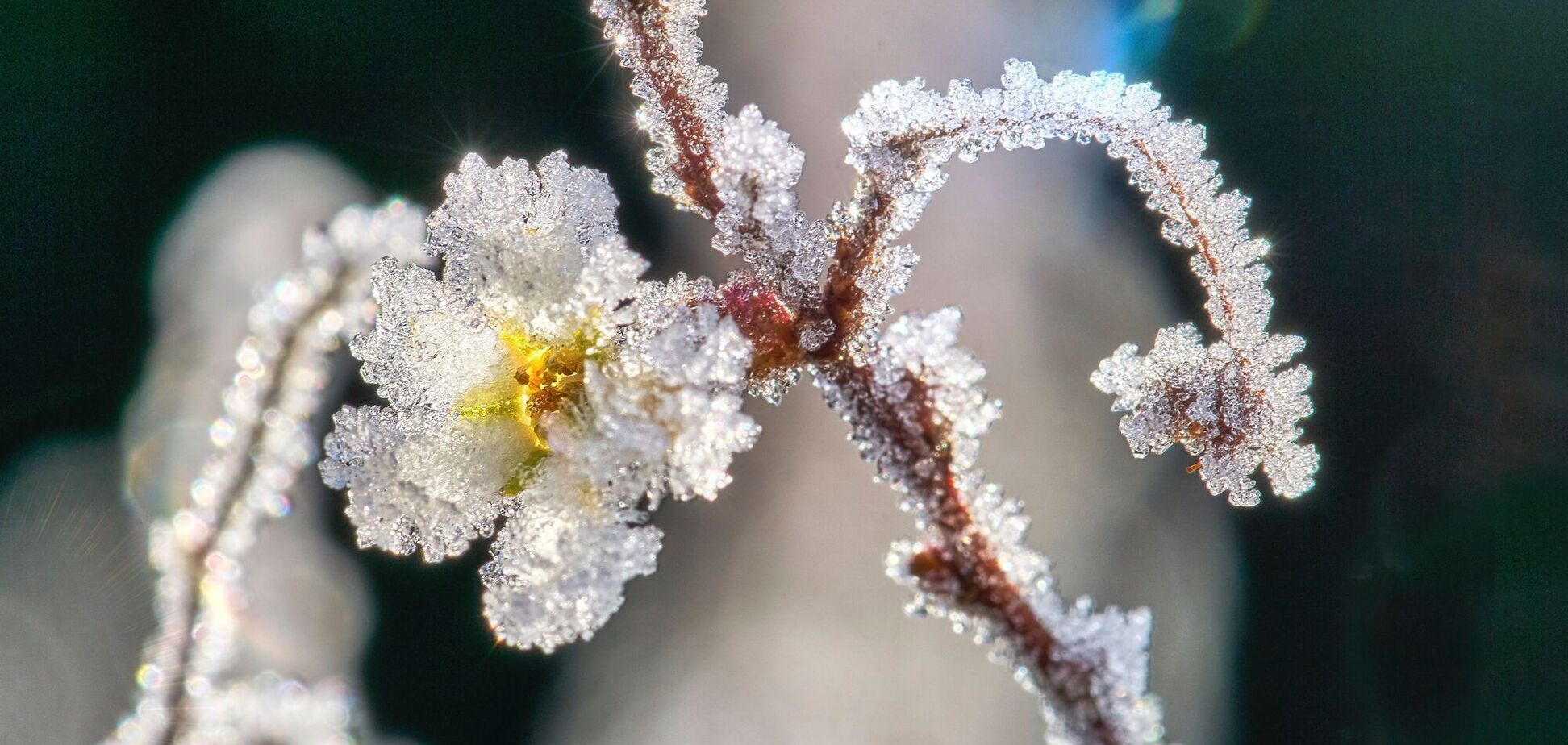 Иллюстрация - ветка с цветком во льду
