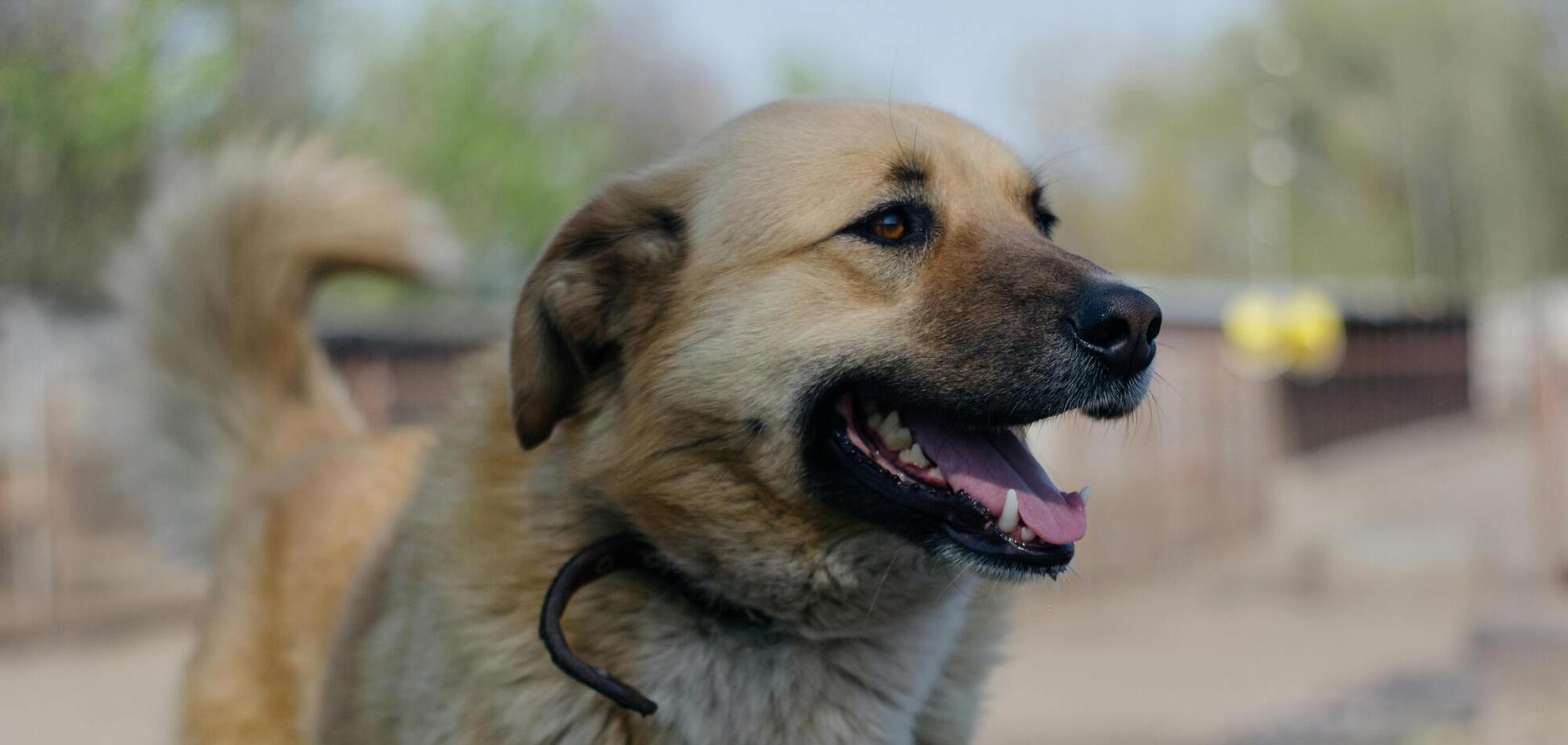 Як запобігти появі бліх у домашніх улюбленців: дієві поради