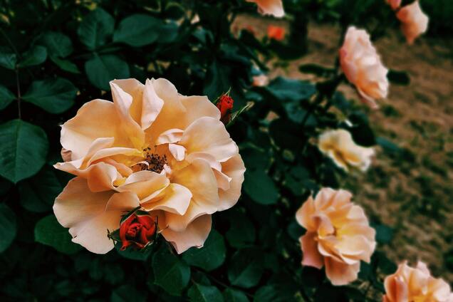 Как спасти розы от самого распространенного заболевания весной