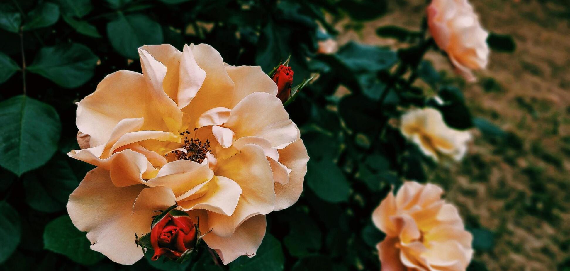 Как спасти розы от самого распространенного заболевания весной