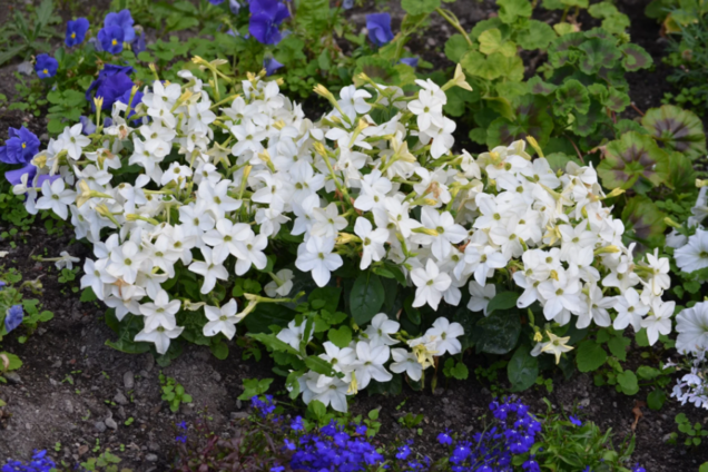 Обладают интенсивным ароматом: какие цветы посадить у входа в дом