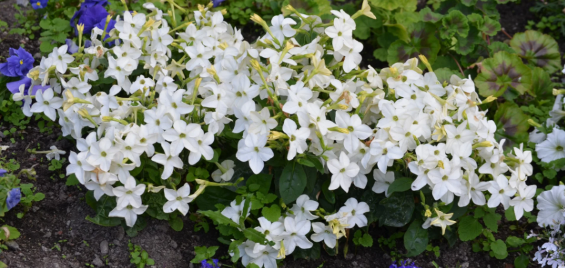 Обладают интенсивным ароматом: какие цветы посадить у входа в дом