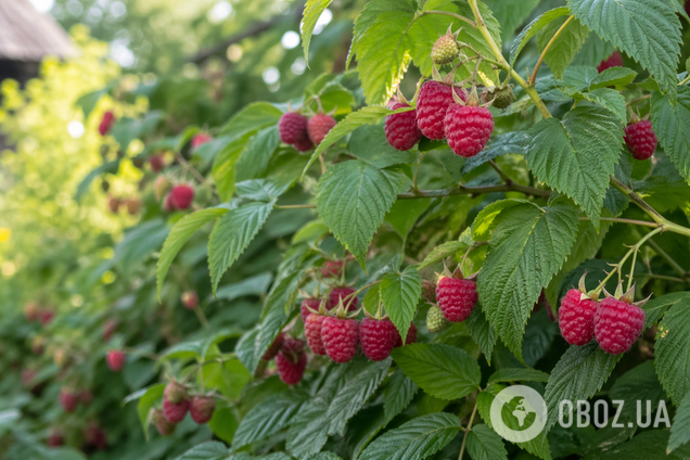 Що не можна садити біля малини: поширена помилка дачників