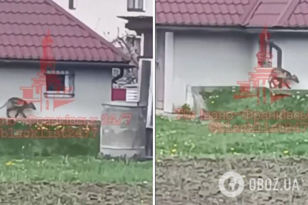 На Прикарпатті помітили дивну тварину: кадри 'відродили' чутки про 'чупакабру'. Відео