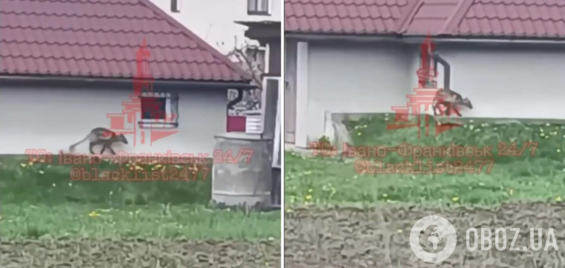 На Прикарпатті помітили дивну тварину: кадри 'відродили' чутки про 'чупакабру'. Відео