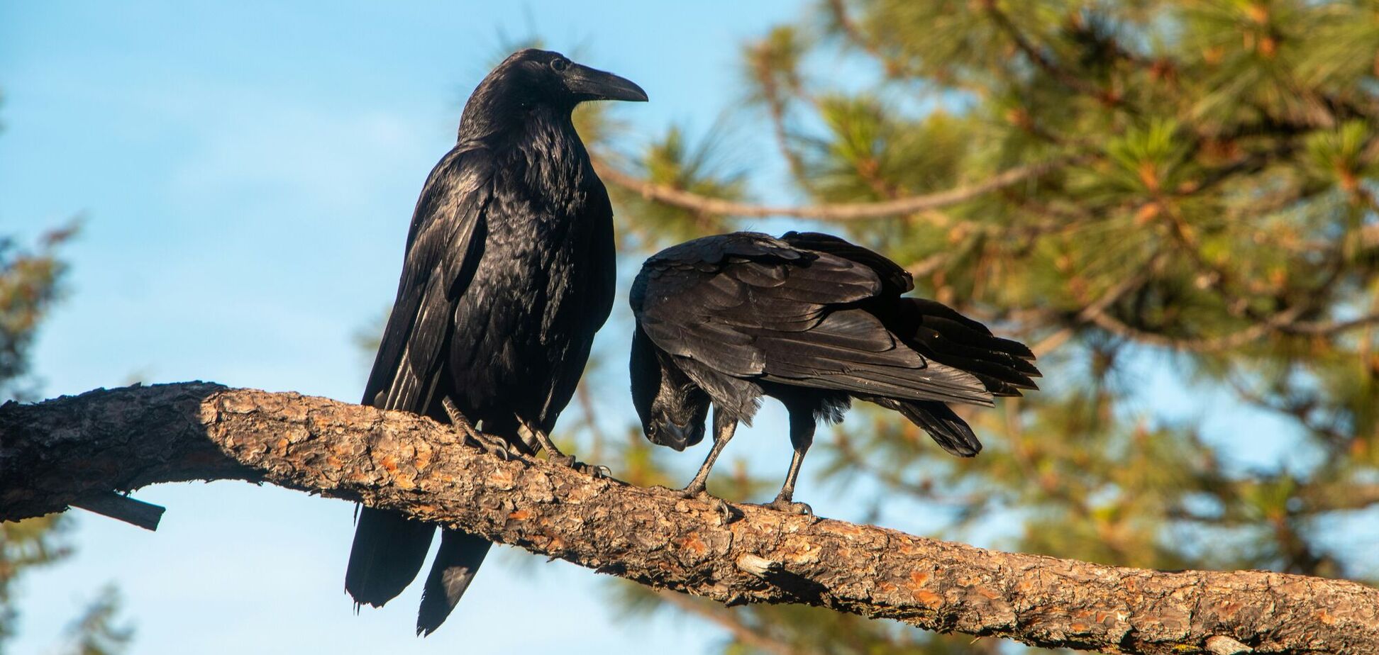 Чем ворона отличается от ворона: научные факты, которые вы могли не знать