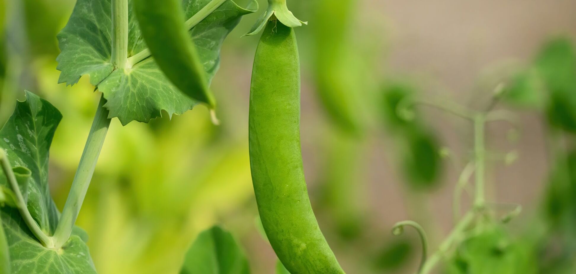 Чтобы был ранний урожай: когда стоит сеять горох