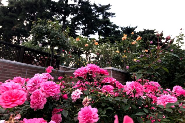 Як захистити троянди від темних плям: допоможе продукт, що є на кожній кухні