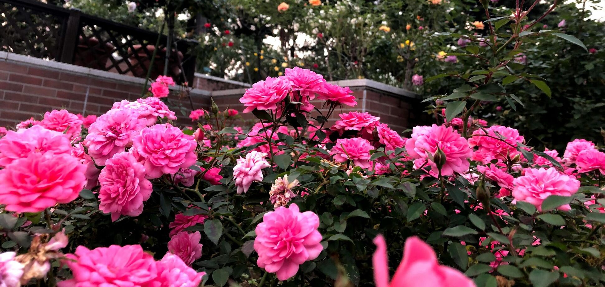 Як захистити троянди від темних плям: допоможе продукт, що є на кожній кухні