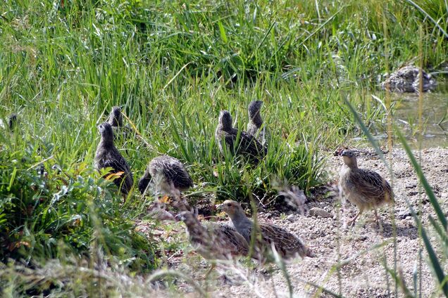 Не кажіть 'куропатка': як буде правильно українською