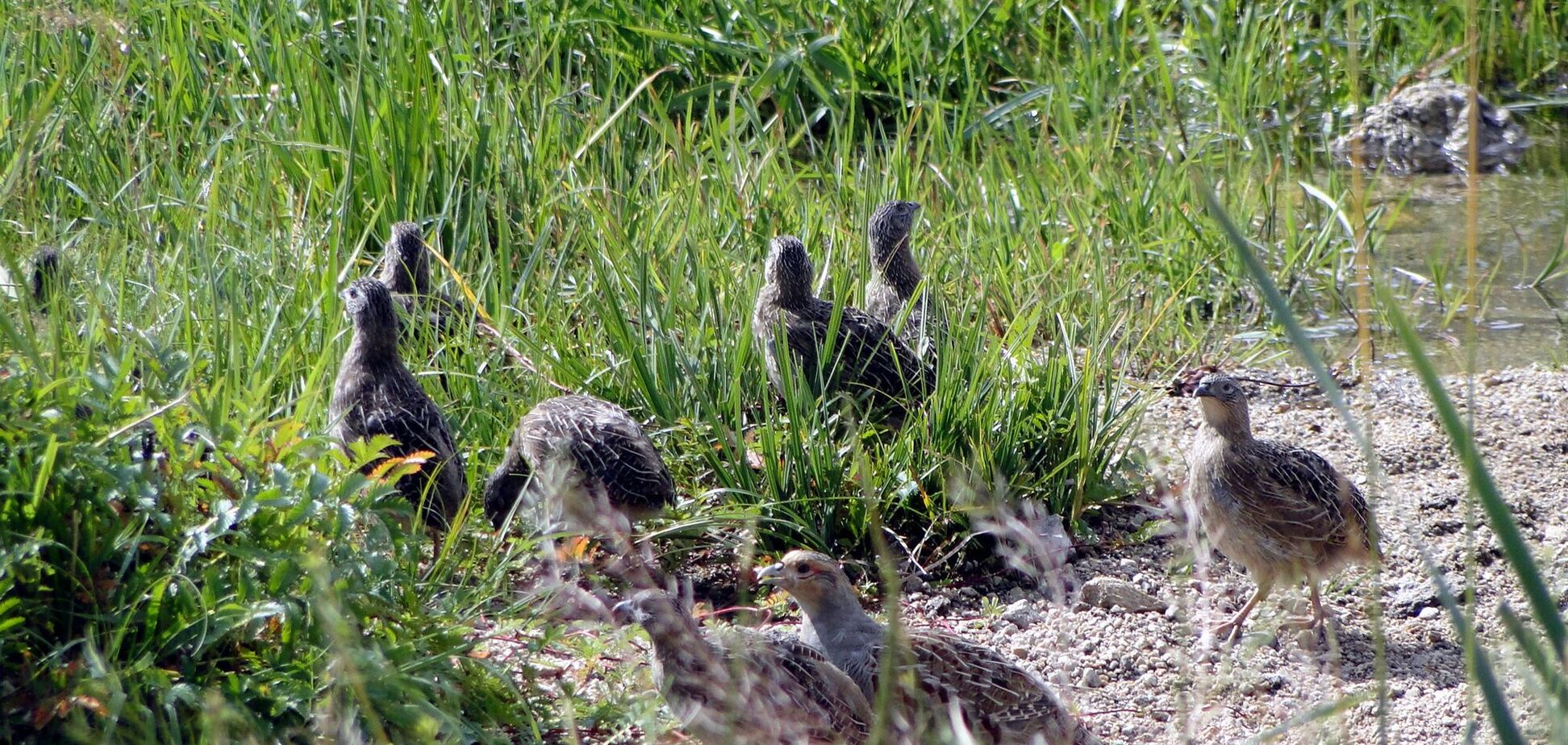 Не говорите 'куропатка': как будет правильно на украинском