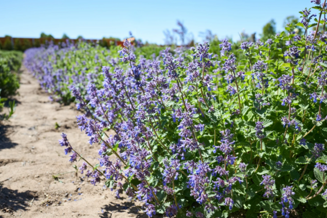 Аромат вас зачарує: що можна посадити замість лаванди