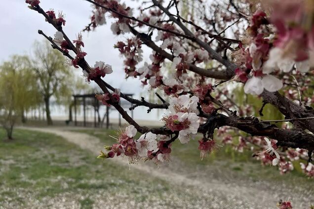 Україну накриє холодне повітря: де очікуються заморозки і мокрий сніг 24 квітня. Карта