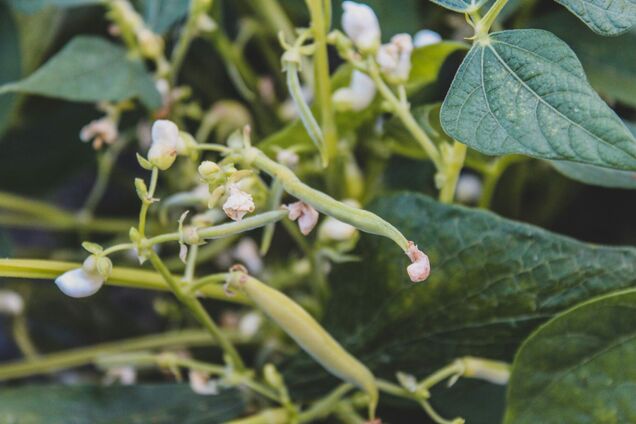 Коли треба садити квасолю: сприятливі дати у 2026 році