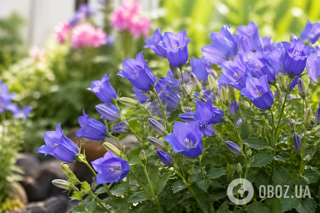 Не 'колокольчики': як назвати цю квітку українською