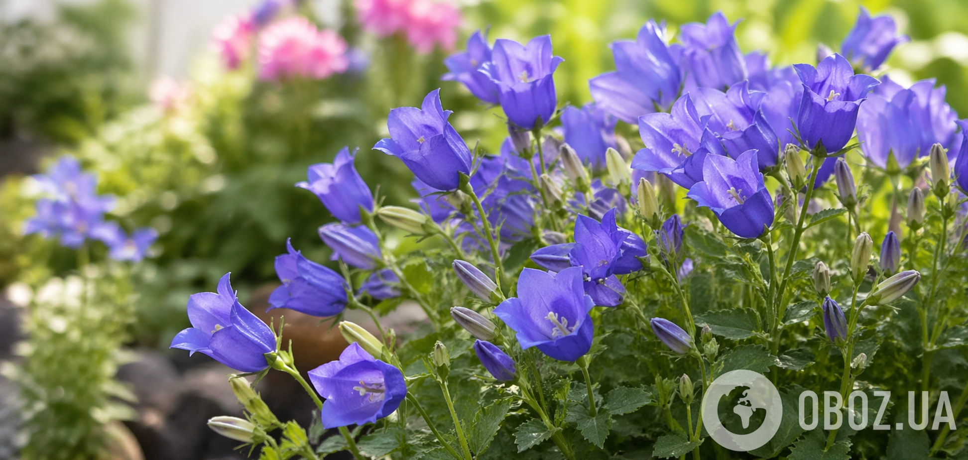 Не 'колокольчики': як назвати цю квітку українською