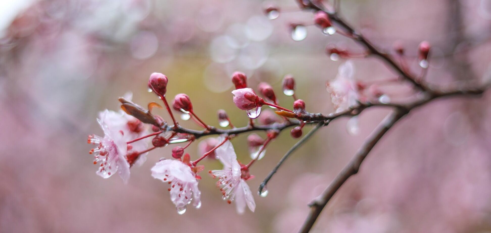 Частину України на вихідних накриють дощі: коли і де чекати опадів. Карта