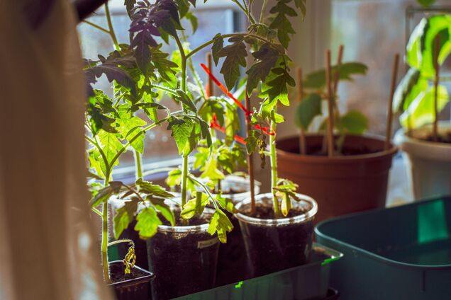 Як виростити міцну розсаду помідорів: критично важливі правила