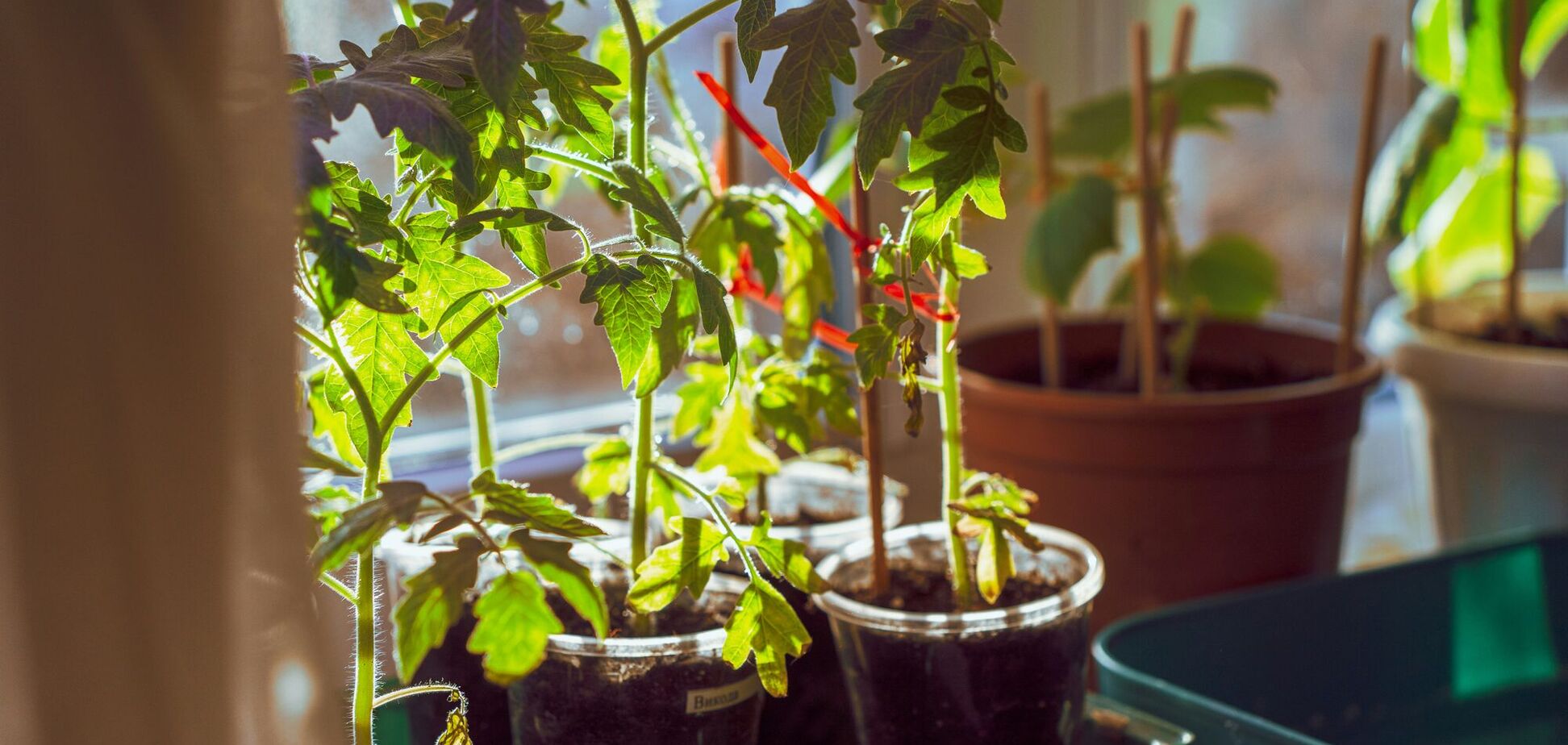 Как вырастить крепкую рассаду помидоров: критически важные правила