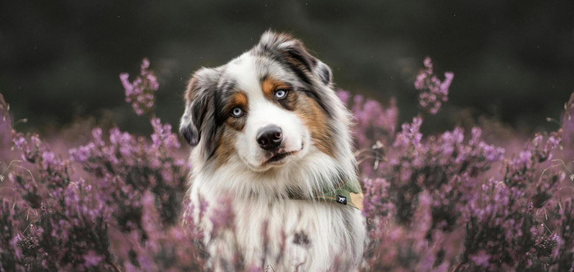 Топ-3 цветов, которые чрезвычайно токсичны для собак: они могут даже умереть