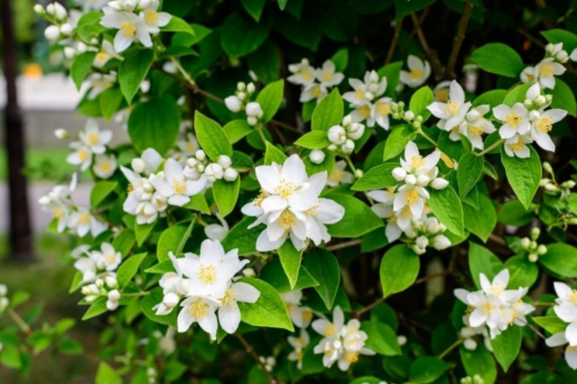 Идеальный для начинающих: неприхотливый кустарник украсит любой двор