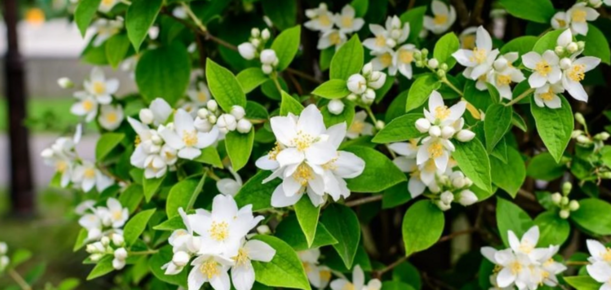 Ідеальний для початківців: невибагливий кущ прикрасить будь-який двір