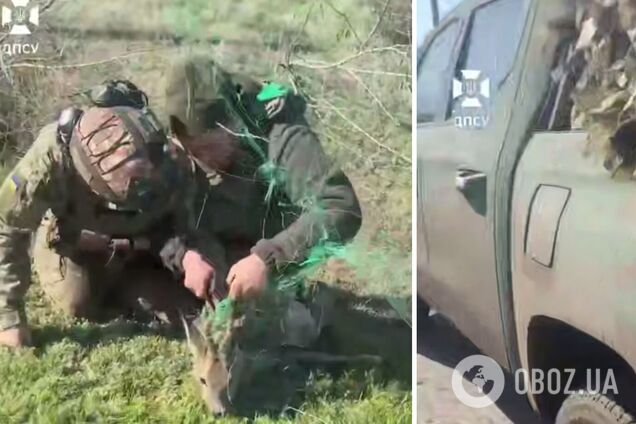 Украинские пограничники спасли косулю, которая запуталась в антидроновой сетке. Видео
