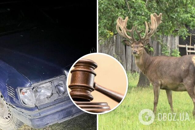 Суд ухвалив рішення у справі водійки, яка збила оленя Бориса: як покарали