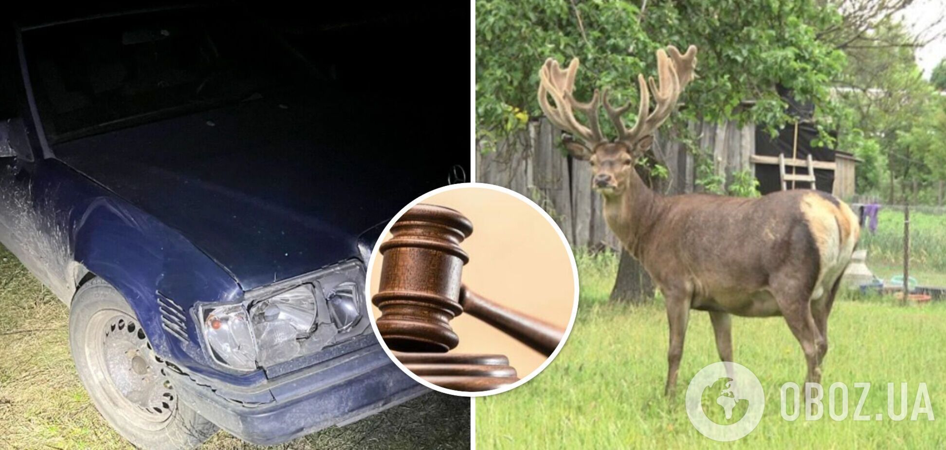 Суд ухвалив рішення у справі водійки, яка збила оленя Бориса: як покарали