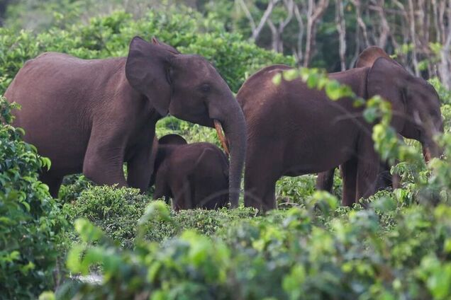 Американський бізнесмен загинув під час полювання в Африці: його затоптало стадо слонів – The Telegraph