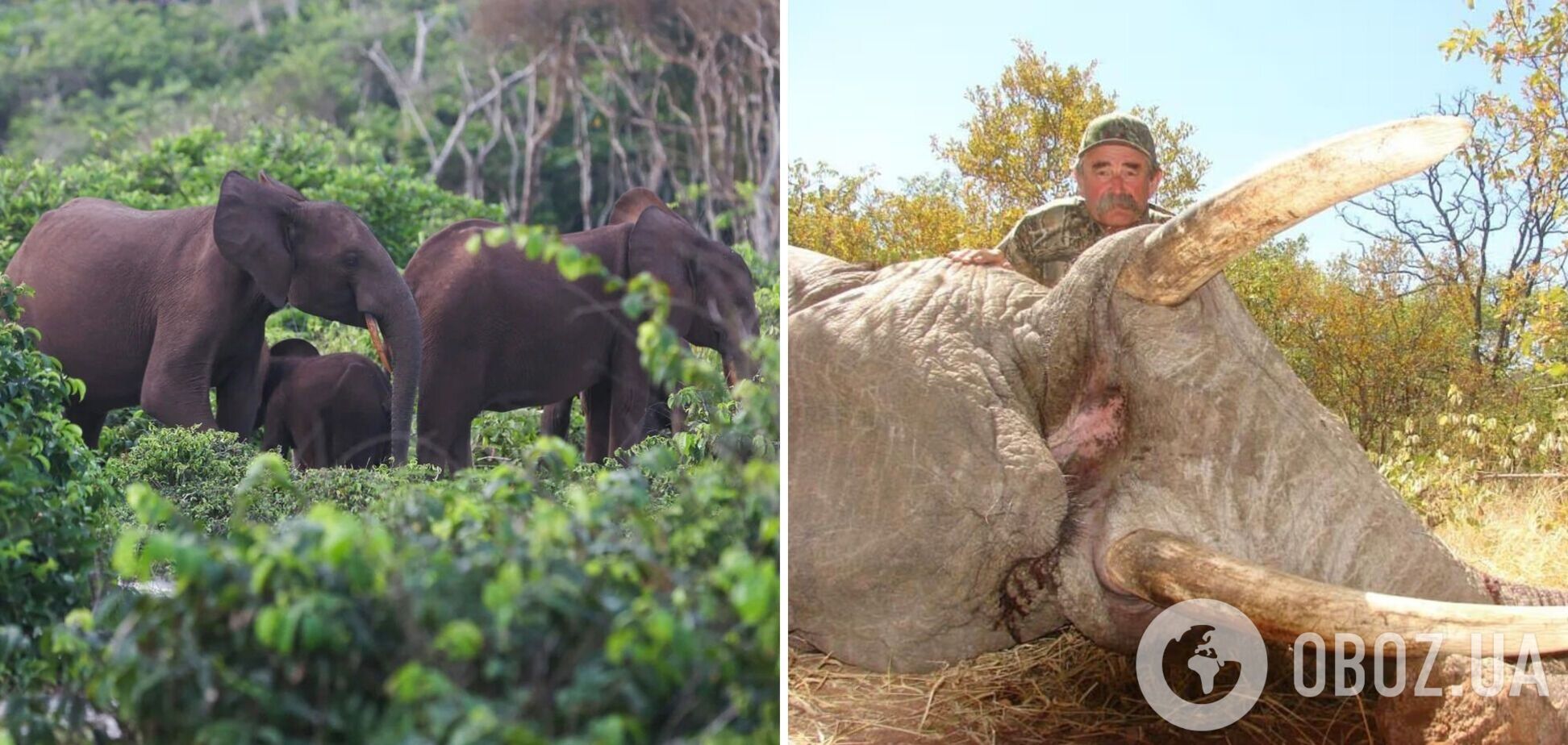 Американський бізнесмен загинув під час полювання в Африці: його затоптало стадо слонів – The Telegraph