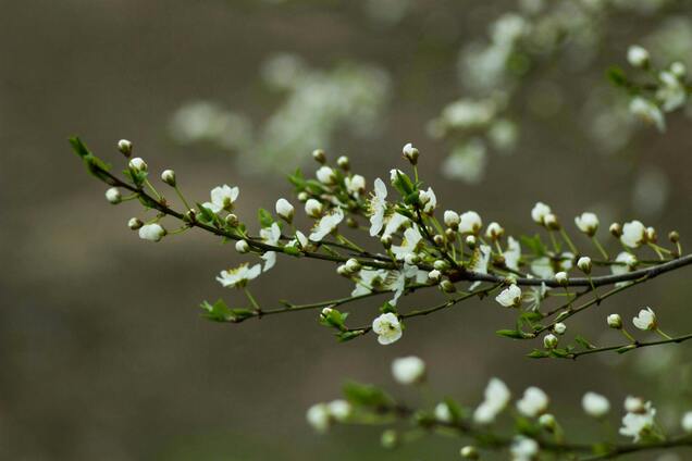 Похолодання, штормовий вітер і сніг: синоптикиня дала прогноз на неділю в Україні. Карта