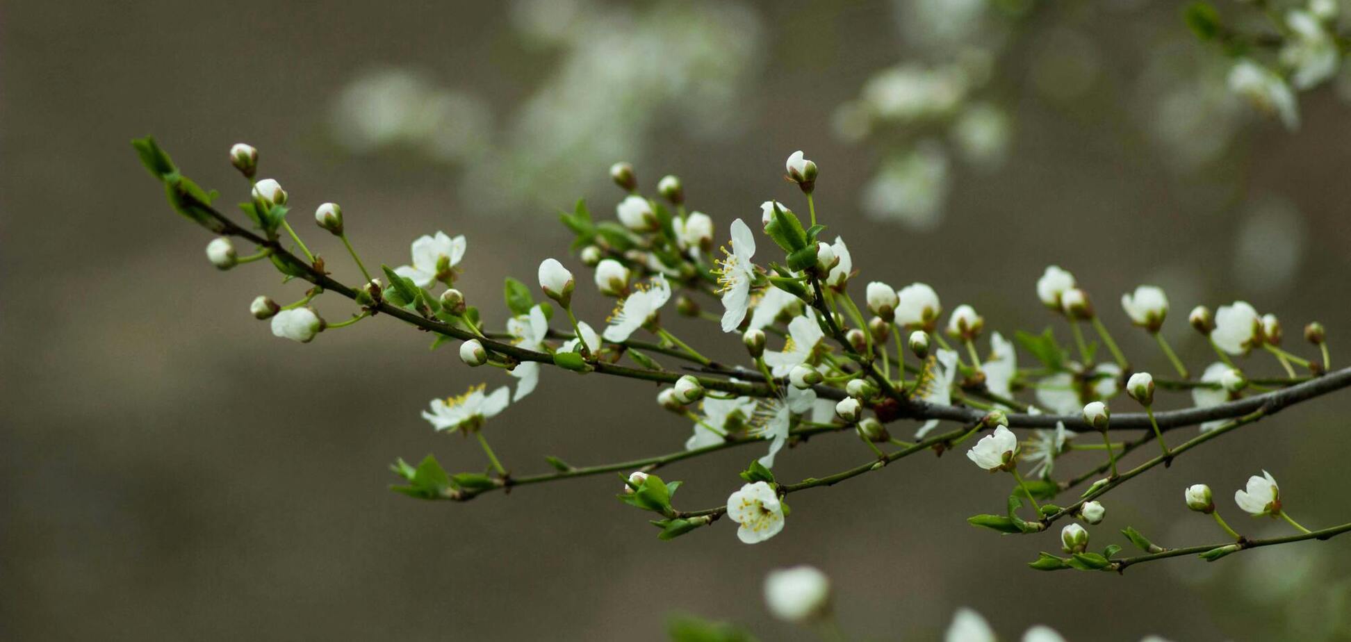 Похолодання, штормовий вітер і сніг: синоптикиня дала прогноз на неділю в Україні. Карта