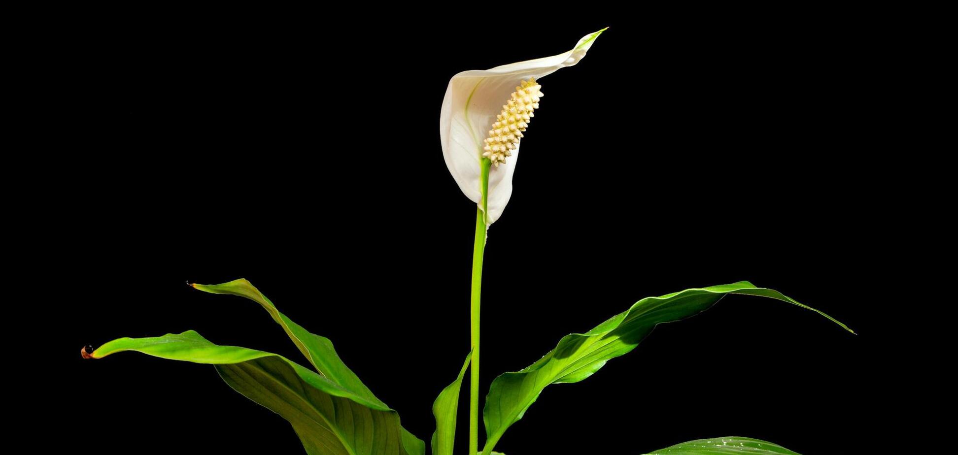 Що зробити, якщо спатіфілум довго не цвіте: натуральний засіб