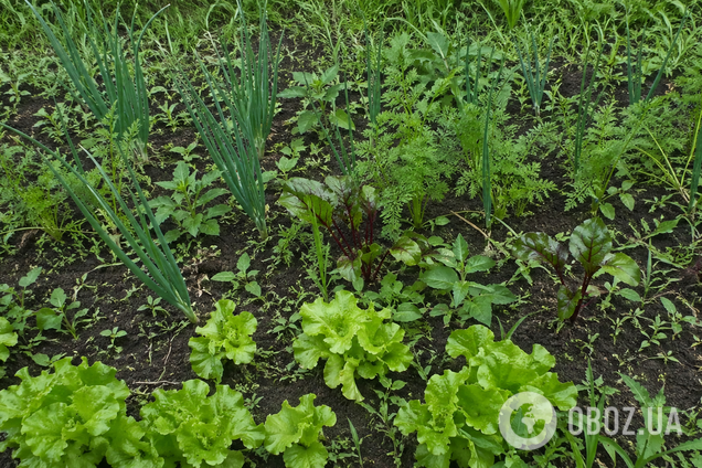 Як позбутися бурʼяну ще до його появи: цікавий спосіб