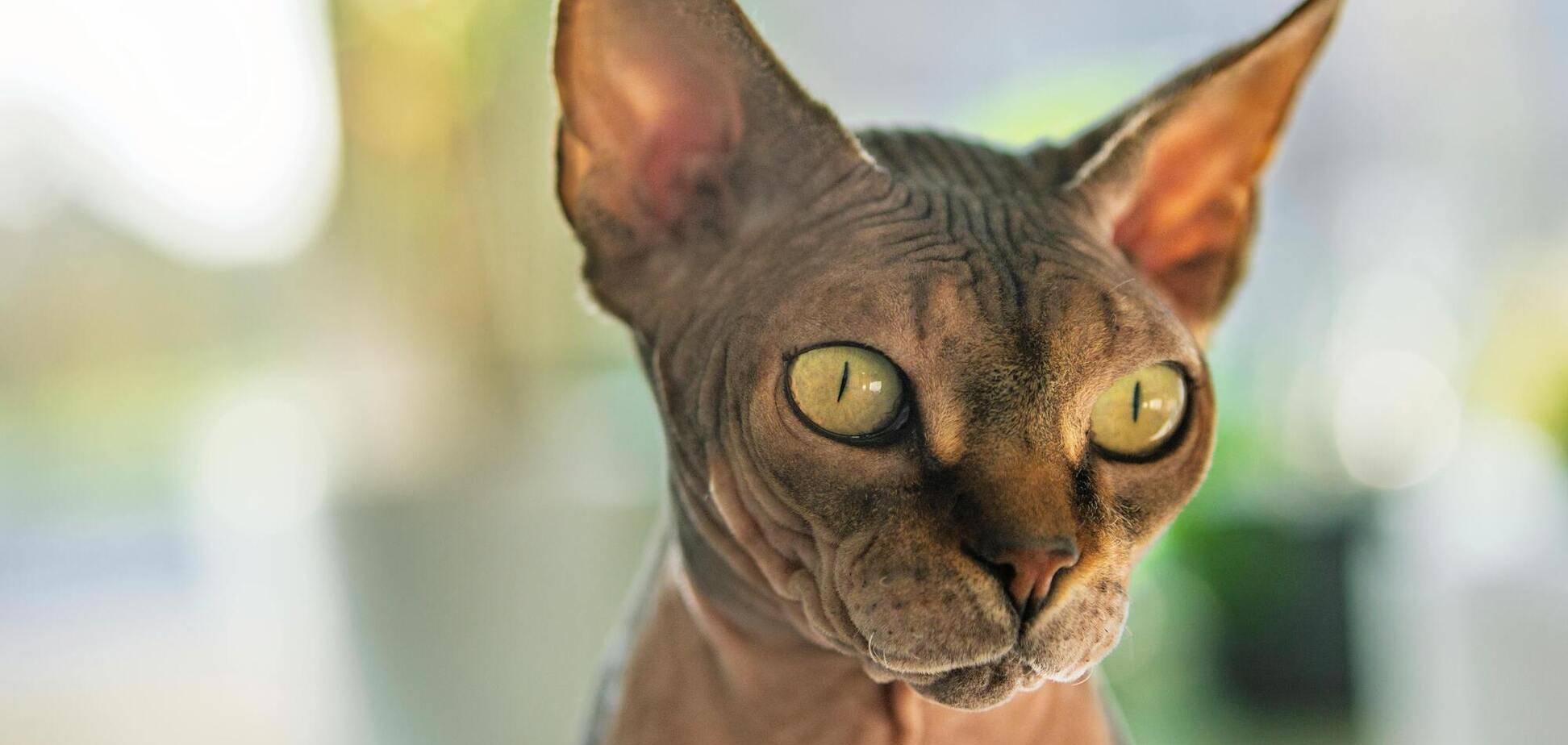 Ветеринар назвал 5 пород кошек, которых бы никогда не завел сам: с ними будет сложно