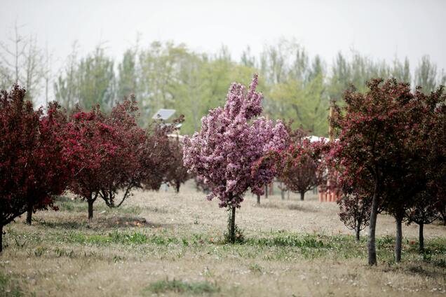 Як залучити бджіл у сад для запилення: є кілька хитрощів