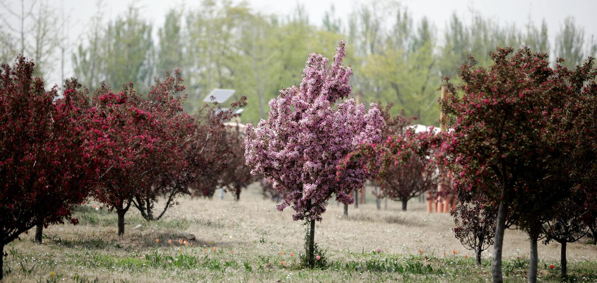 Как привлечь пчел в сад для опыления: есть несколько хитростей