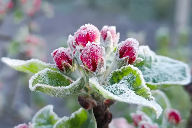 Заморозки, сніг і град: синоптик дав прогноз на тиждень і розповів, коли чекати потепління в Україні. Карта