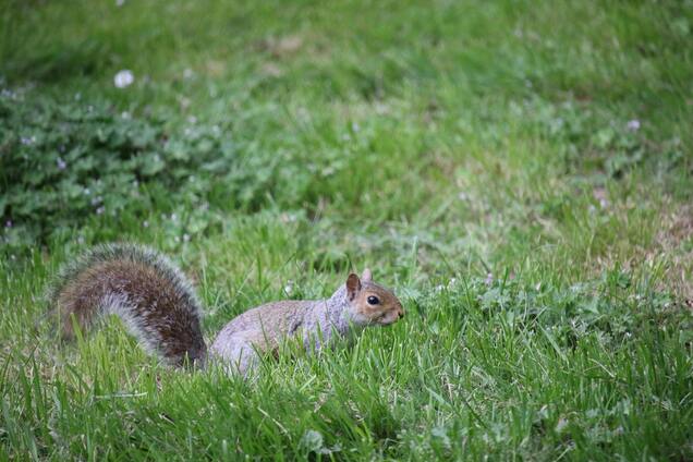 Як віднадити білок від вашого саду: засіб, який вони просто ненавидять