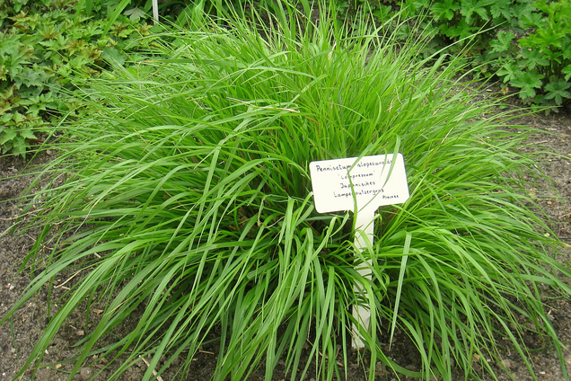 Садовий хіт: що таке фонтанна трава і де її краще садити