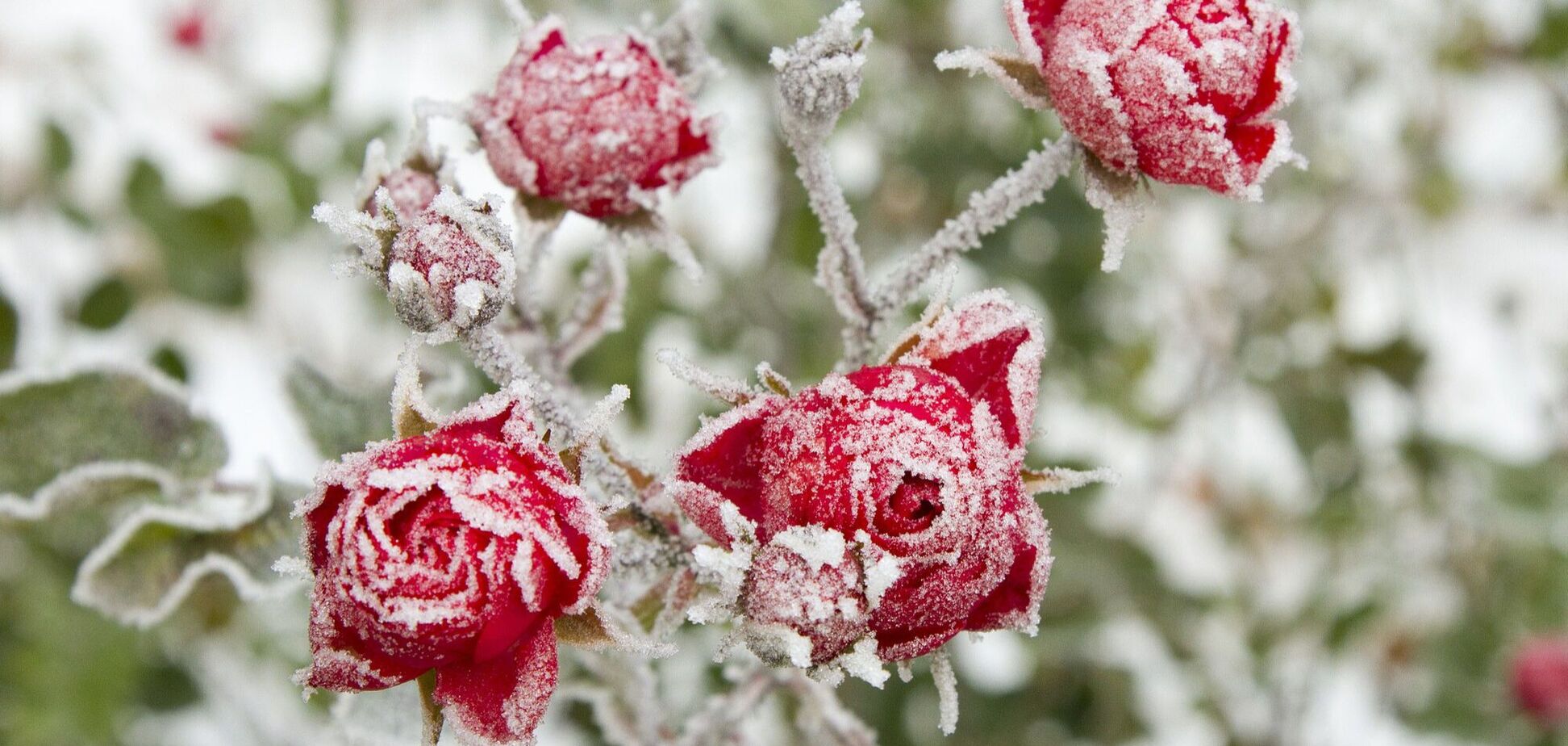 Май в Украине начнется с заморозков: синоптики дали детальный прогноз. Карта