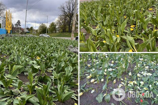 У Києві вандали зруйнували клумби тюльпанів на кількох локаціях. Фото та відео