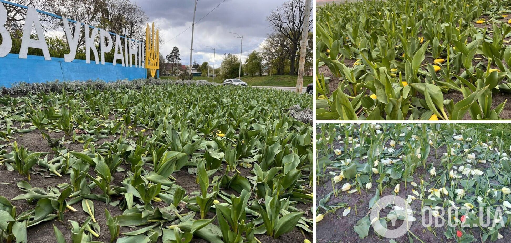 В Киеве вандалы разрушили клумбы тюльпанов на нескольких локациях. Фото и видео