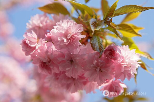 В Україну мчить потужне потепління до +24: у Гідрометцентрі назвали дату й уточнили, коли нарешті відступлять заморозки
