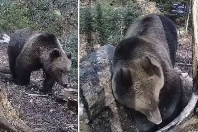 'Хозяин гор': бурый медведь попал в фотоловушку в нацпарке на Прикарпатье. Видео